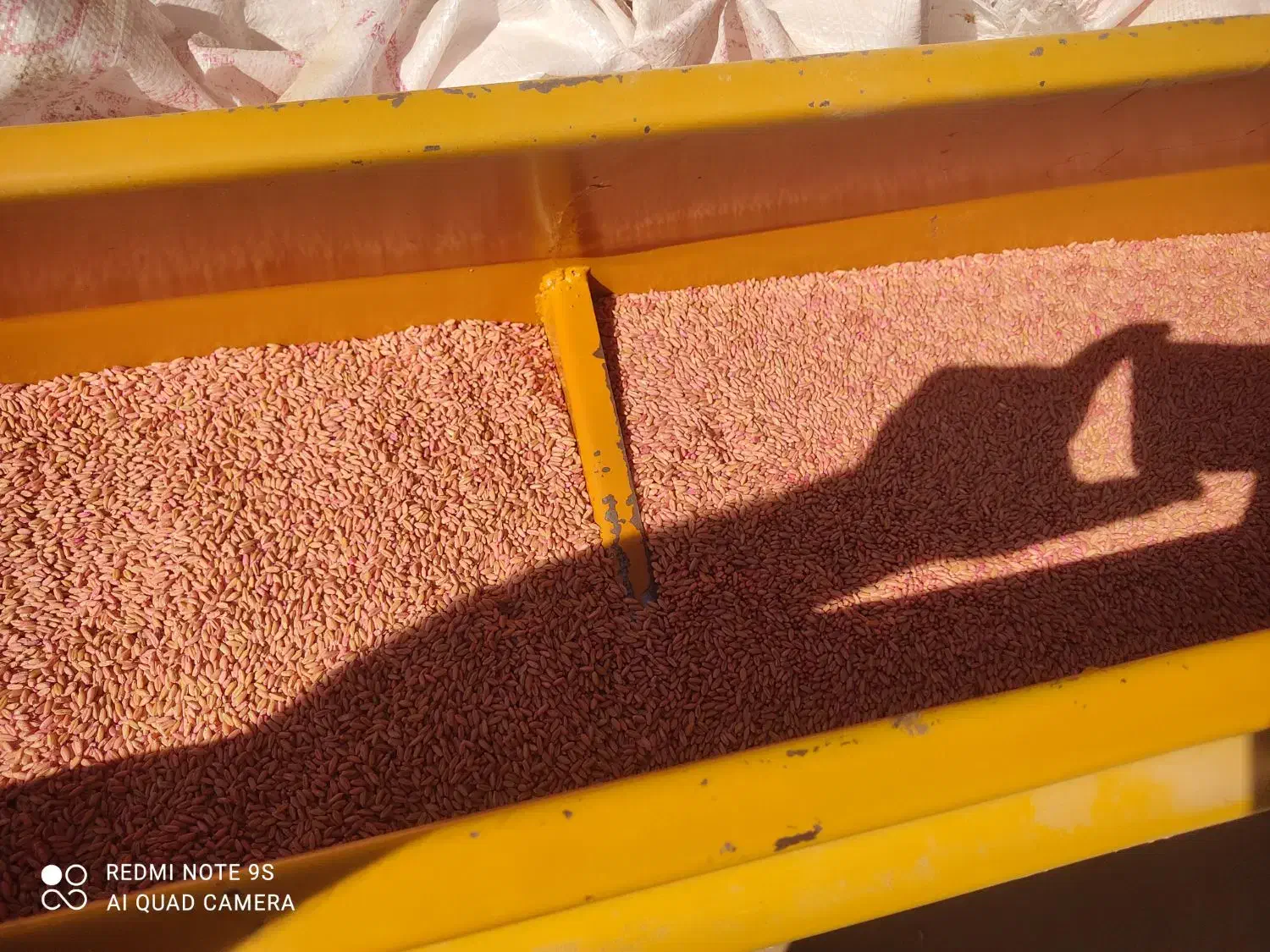 فروش گندم صدرا|عمدهفروشی|سردرود, |دیوار