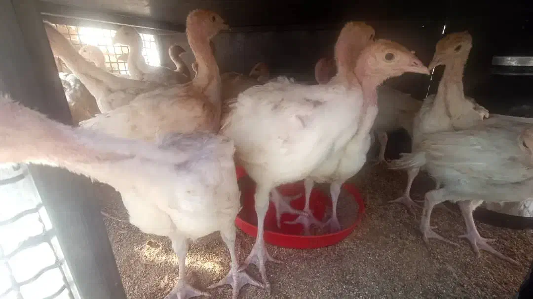 جوجه مرغ و خروس محلی و جوجه چهل روزه بیوتی|حیوانات مزرعه|آباده, |دیوار