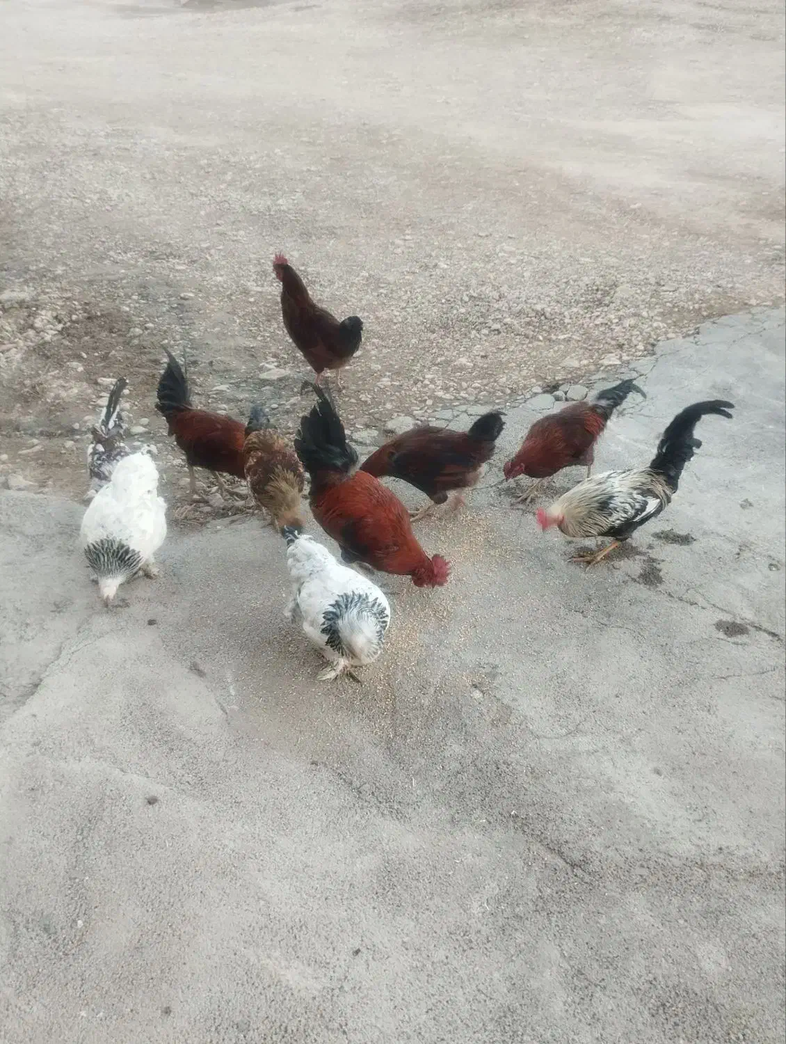 خروس محلی درجه یک|حیوانات مزرعه|کوهدشت, |دیوار