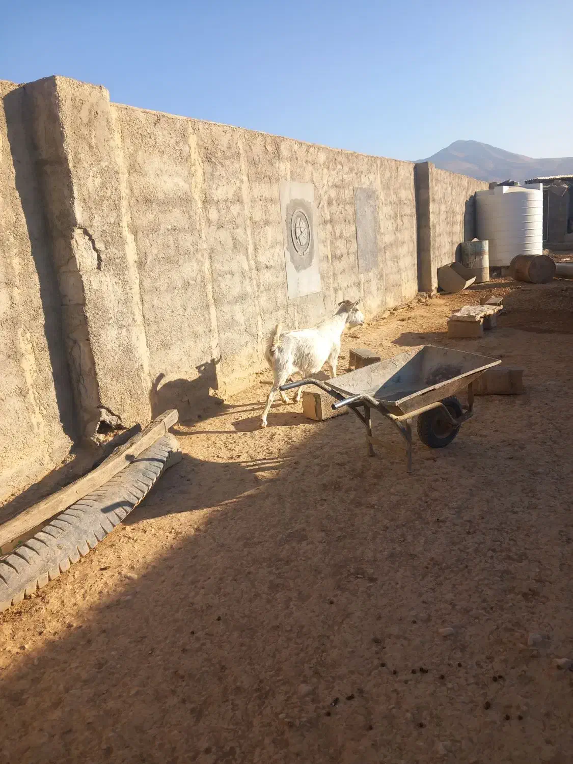 ه بز درجه یک خالص همشونم تا ۲ماه دیگه میزاین|حیوانات مزرعه|لردگان, |دیوار