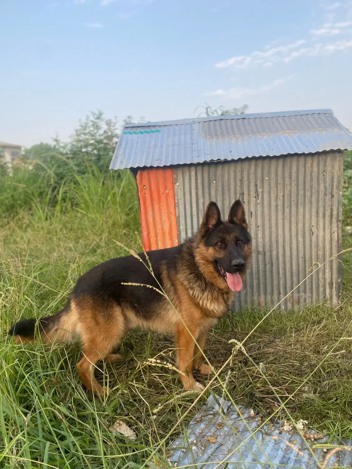 سگ ژرمن|سگ|حویق, |دیوار