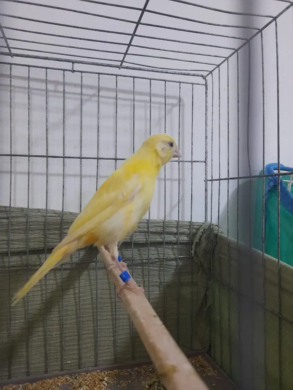 قناری نر|پرنده|قشم, |دیوار