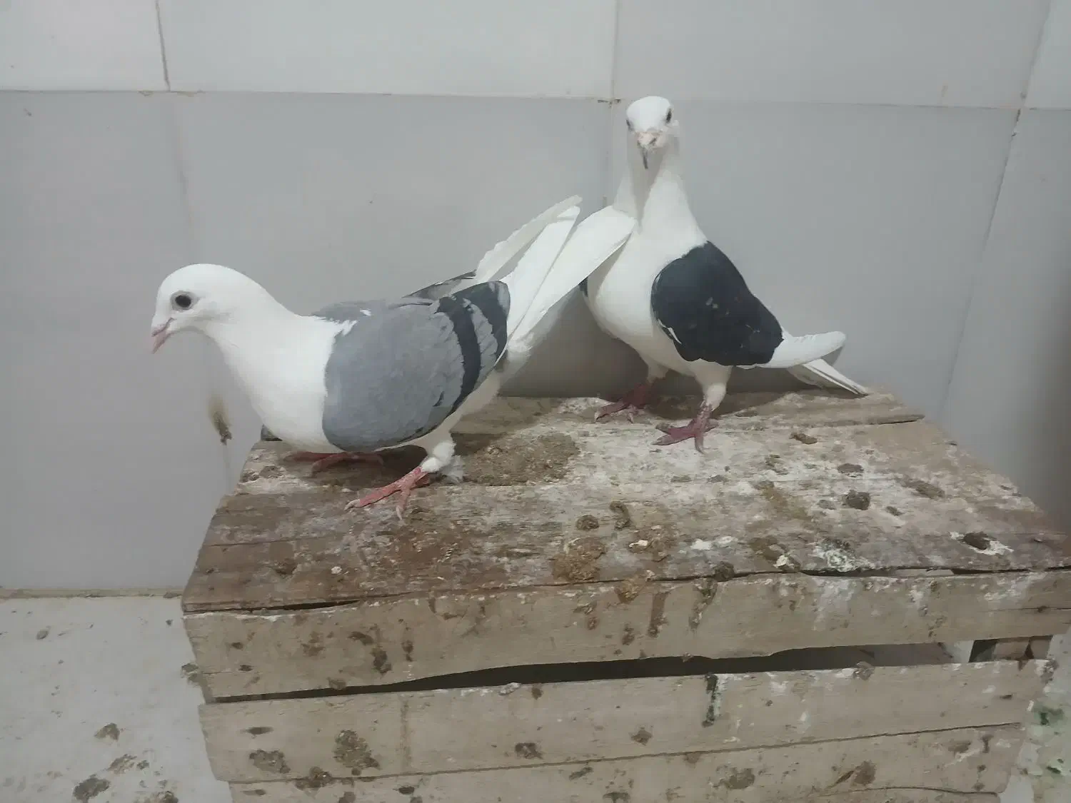 پشتی|پرنده|شیراز, جرسقان|دیوار