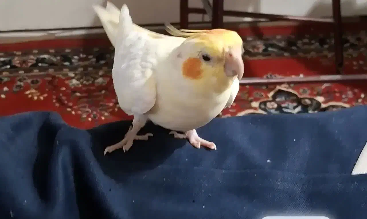 گمشده در بنیاد|حیوانات|قم, بنیاد|دیوار