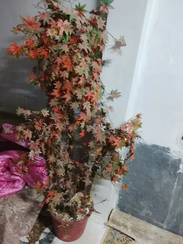 درخت پاییزی مصنوعی سالم بفروش میرسد|گل و گیاه طبیعی|شیراز, قلعه شاهزاده بیگم|دیوار