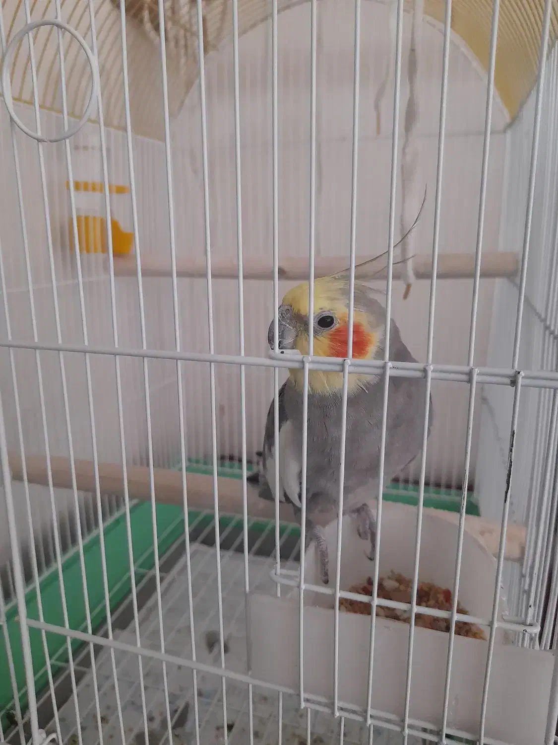 عروس هلندی نر اهلی|پرنده|پرهسر, |دیوار