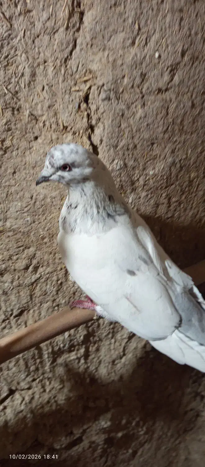 کبوتر|پرنده|ساروق, |دیوار