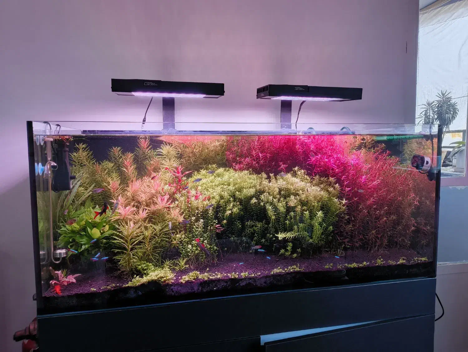 گیاه هرس|ماهی|شیراز, حافظیه|دیوار