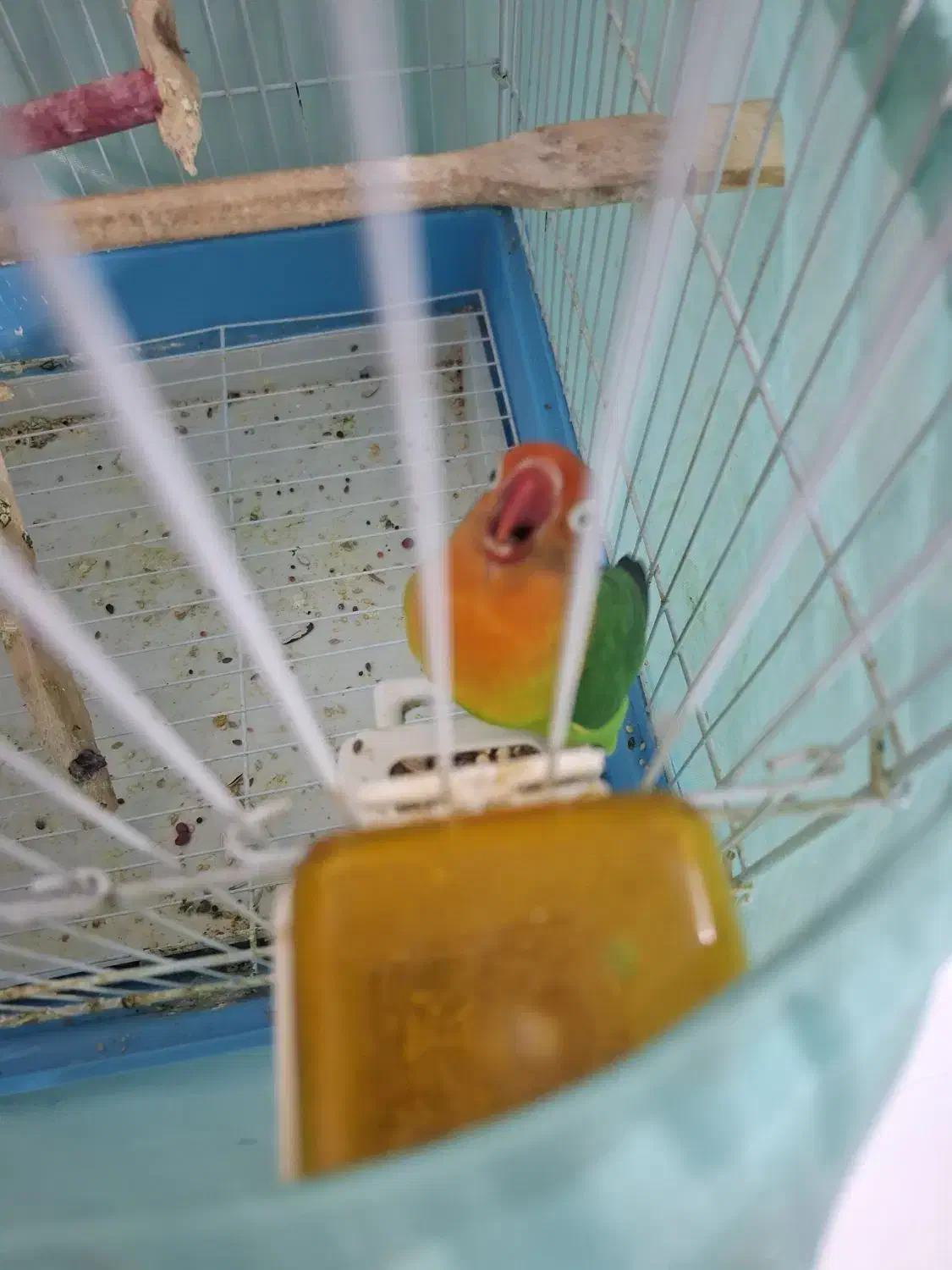 طوطی برزیلی|پرنده|ری, دیلمان|دیوار