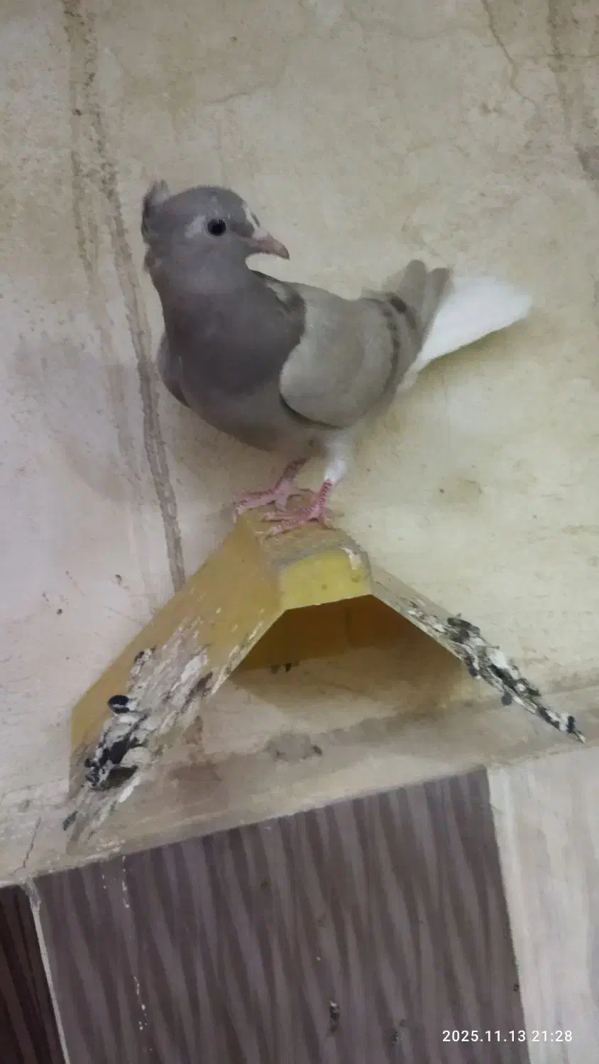 پرنده|پرنده|کارون, |دیوار