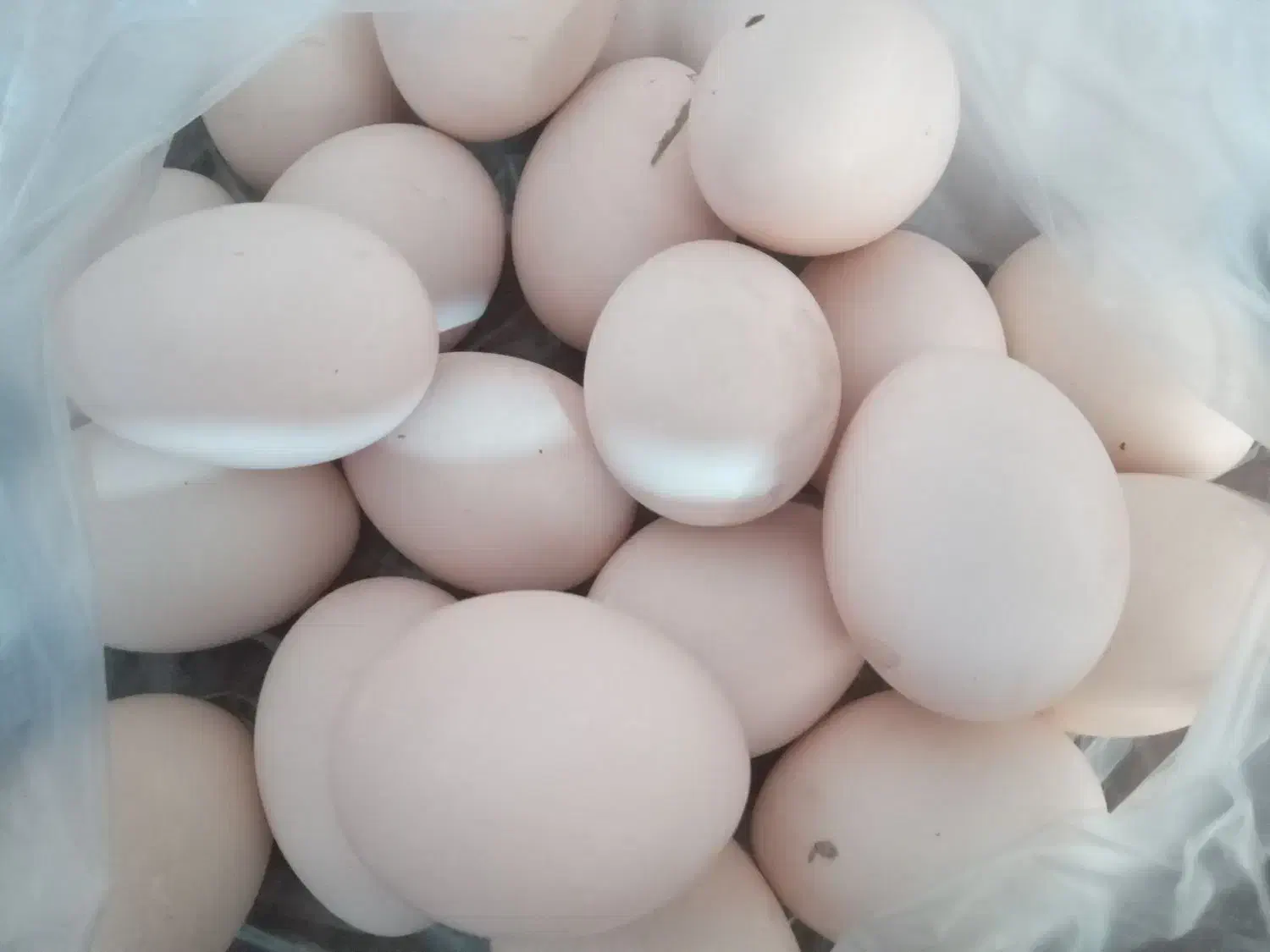 تخم مرغ محلی|خوردنی و آشامیدنی|لنگرود, |دیوار