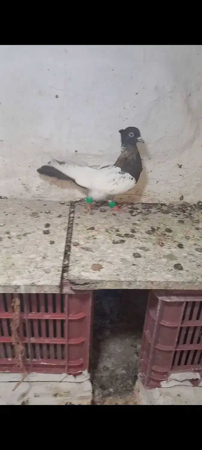 کبوتر|پرنده|تاکستان, |دیوار