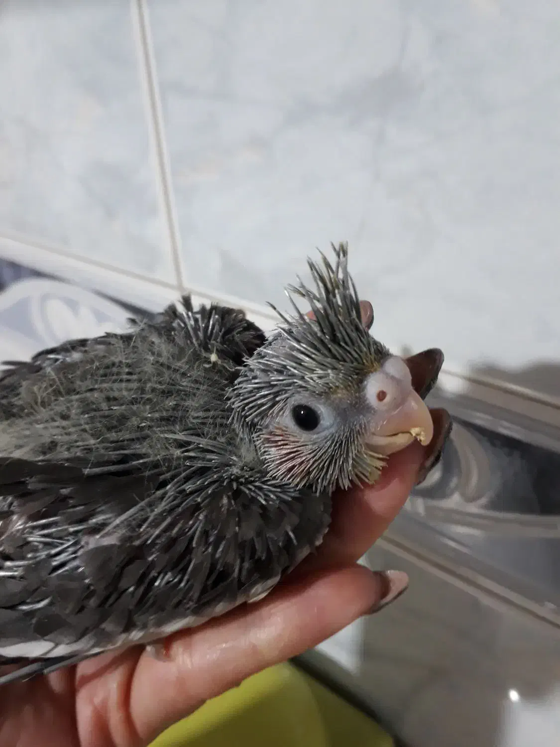 طوطی عروس هلندی جفت مولد|پرنده|رودهن, |دیوار