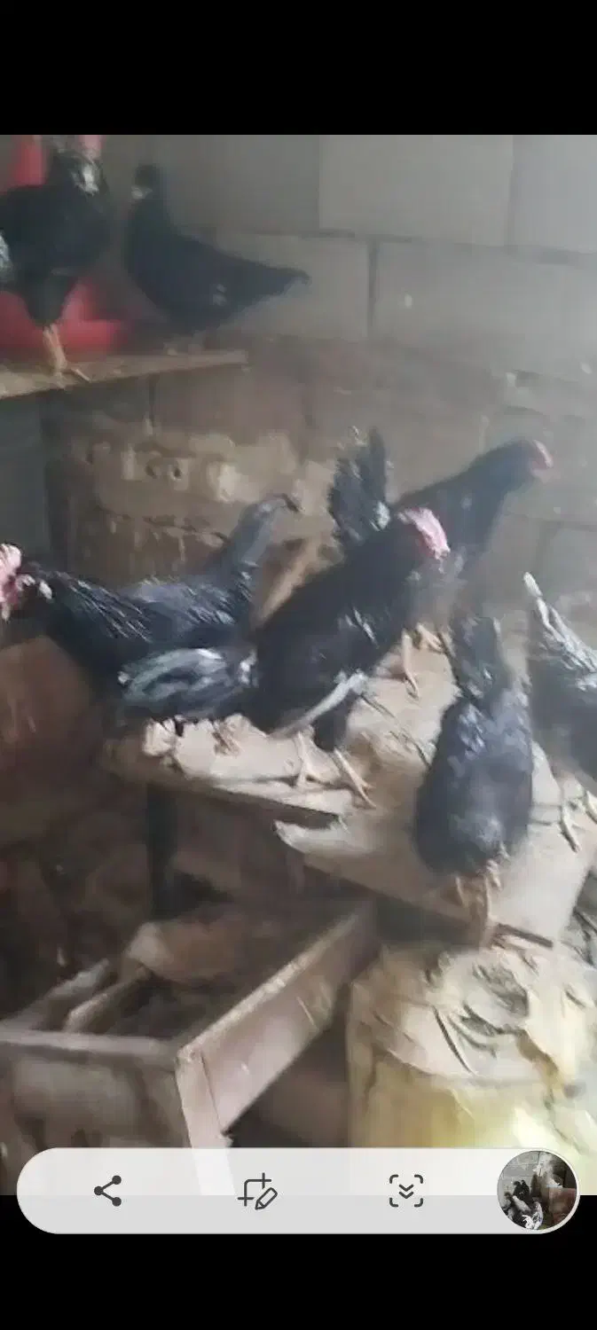 سی تا مرغ و خروس سلطان و گلی|حیوانات مزرعه|شیراز, کرونی(خاتونک)|دیوار