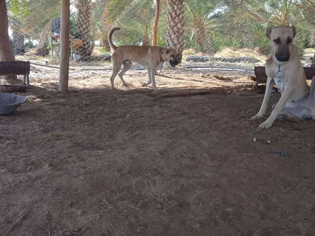 سگ سرابی|سگ|زرین دشت (فارس), |دیوار