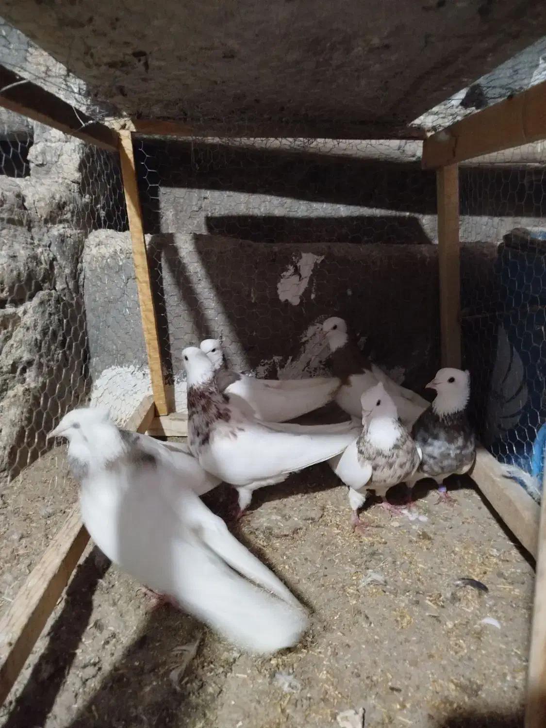 کبوتر|پرنده|کنگاور, |دیوار