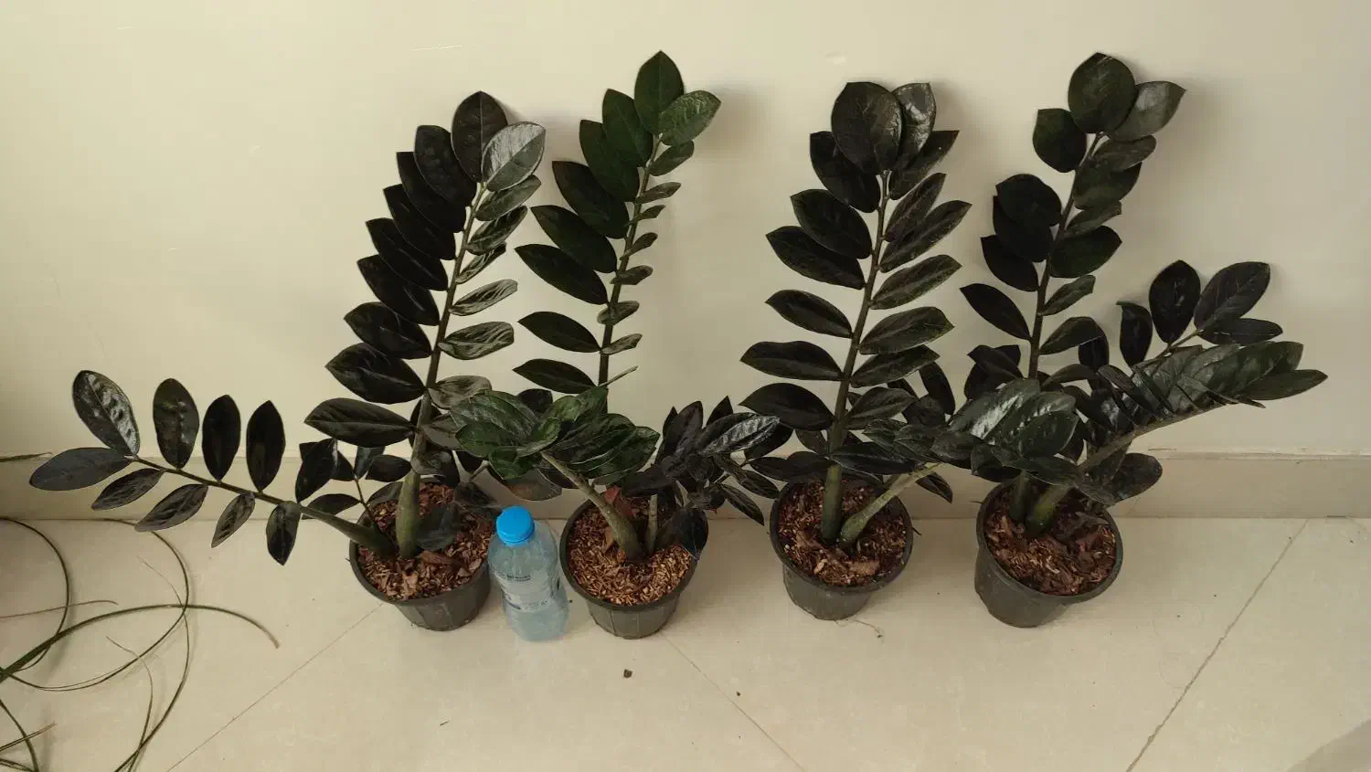 زاموفیلیا سوپر بلک|گل و گیاه طبیعی|بیرجند, |دیوار