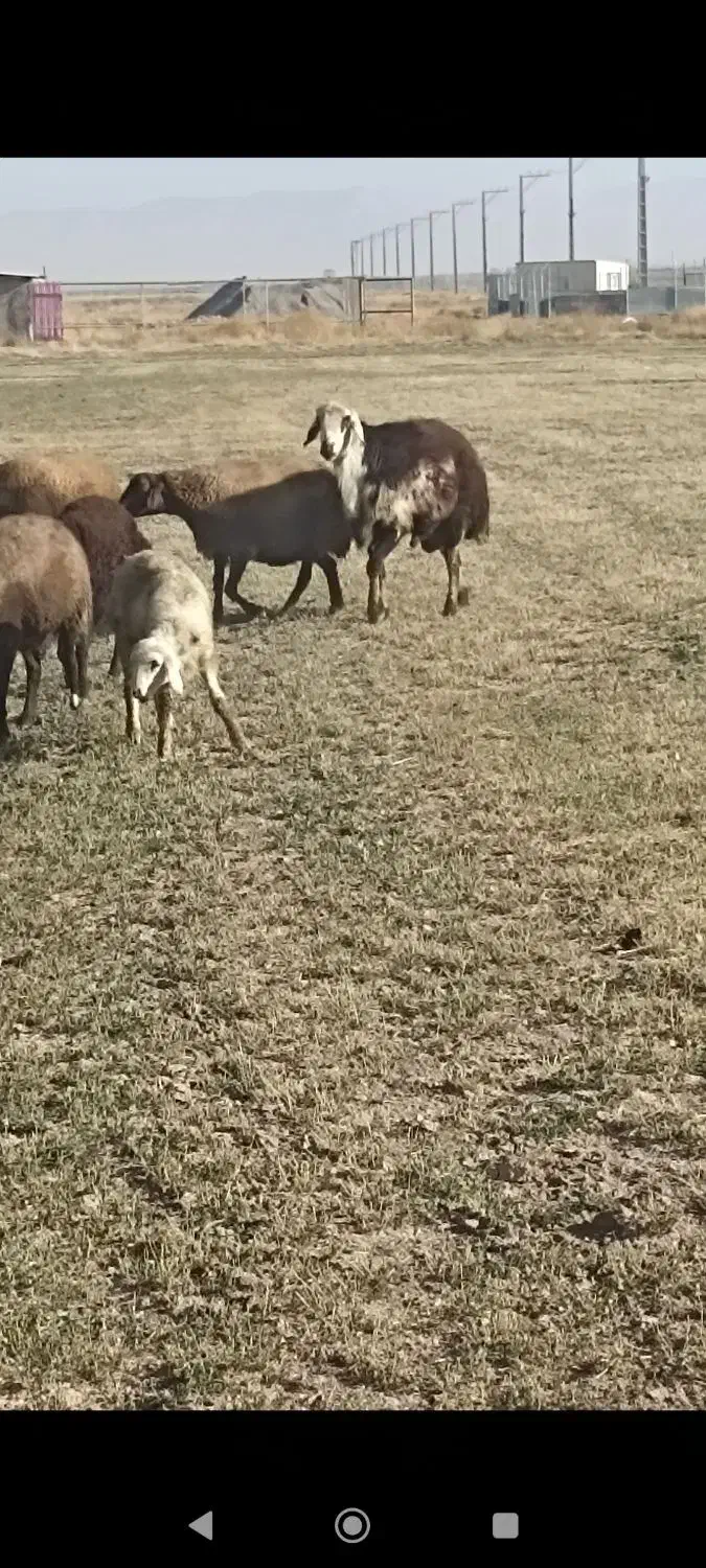 قوچ پلنگی|حیوانات مزرعه|خنداب, |دیوار