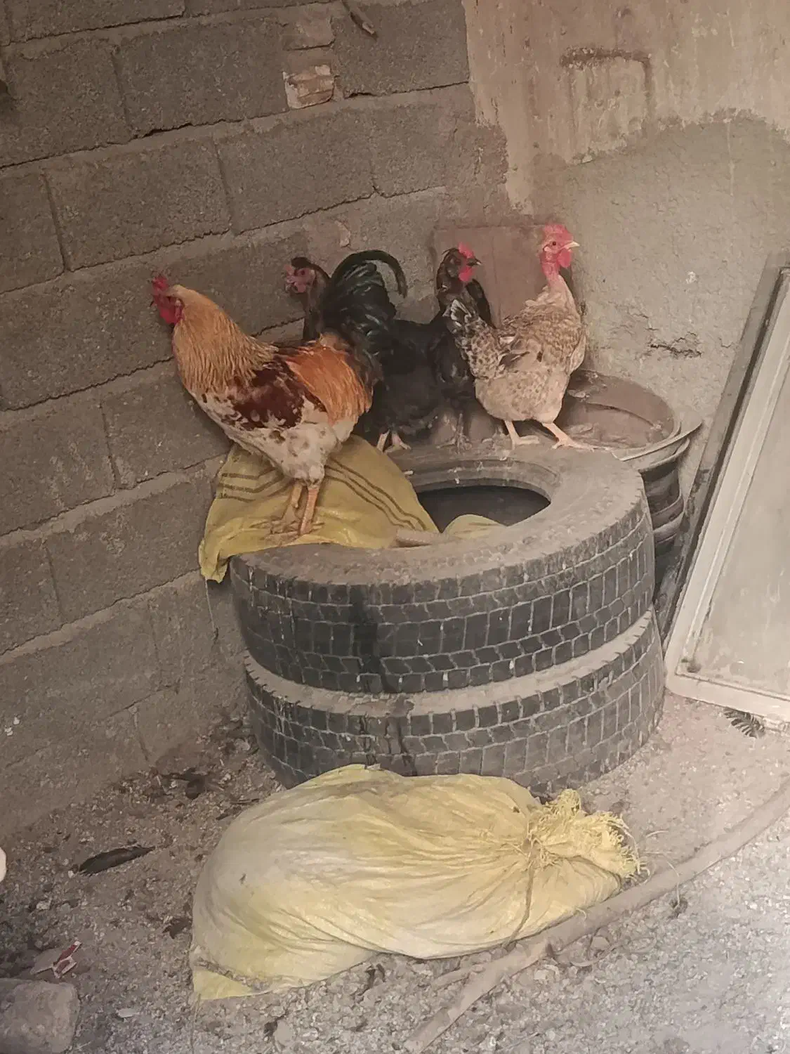 مرغ و خروس|حیوانات مزرعه|ماهدشت, |دیوار