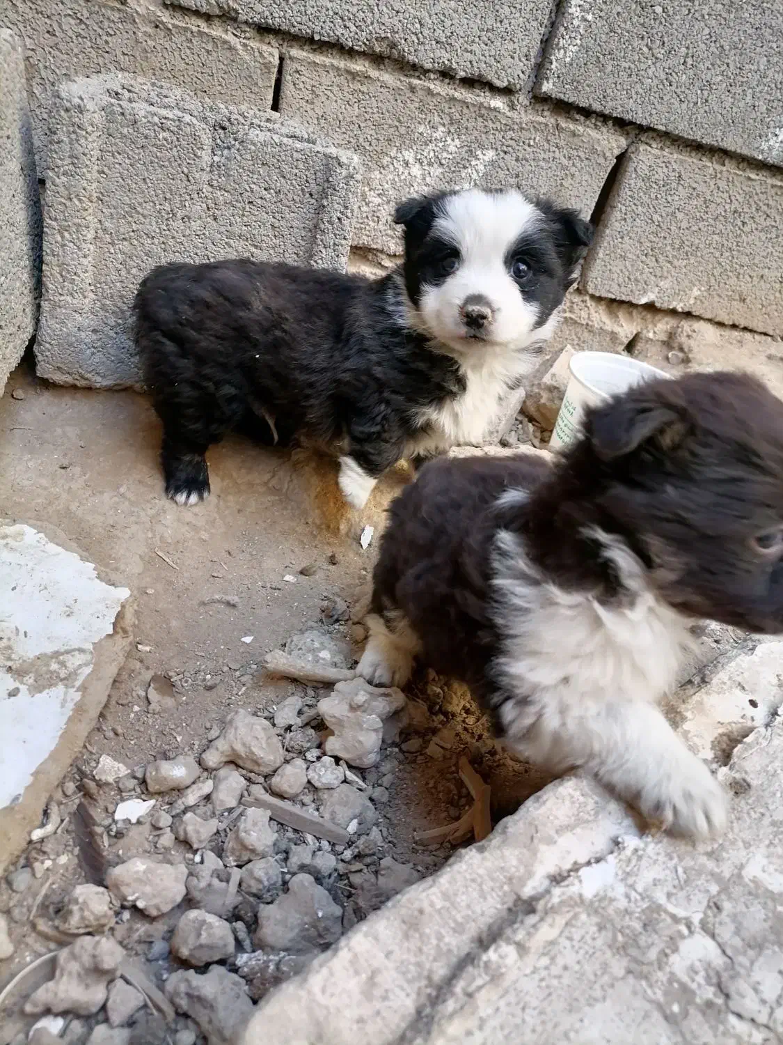 توله اشپیدز|سگ|مشهد, تبادکان|دیوار