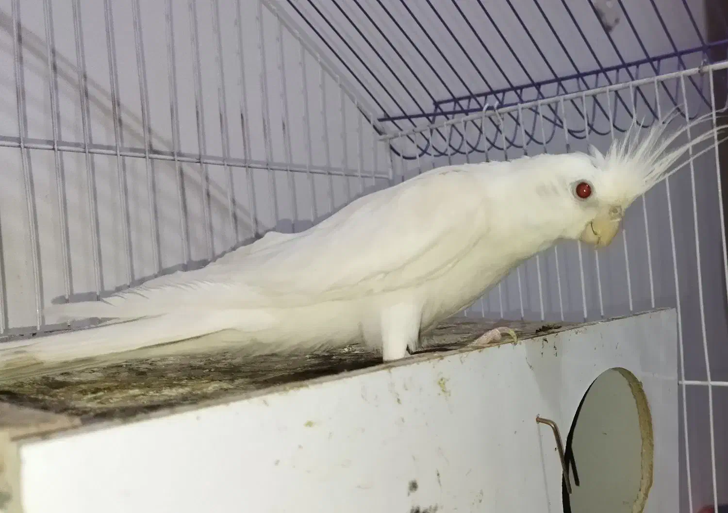 عروس هلندی|پرنده|مرودشت, بهارستان|دیوار