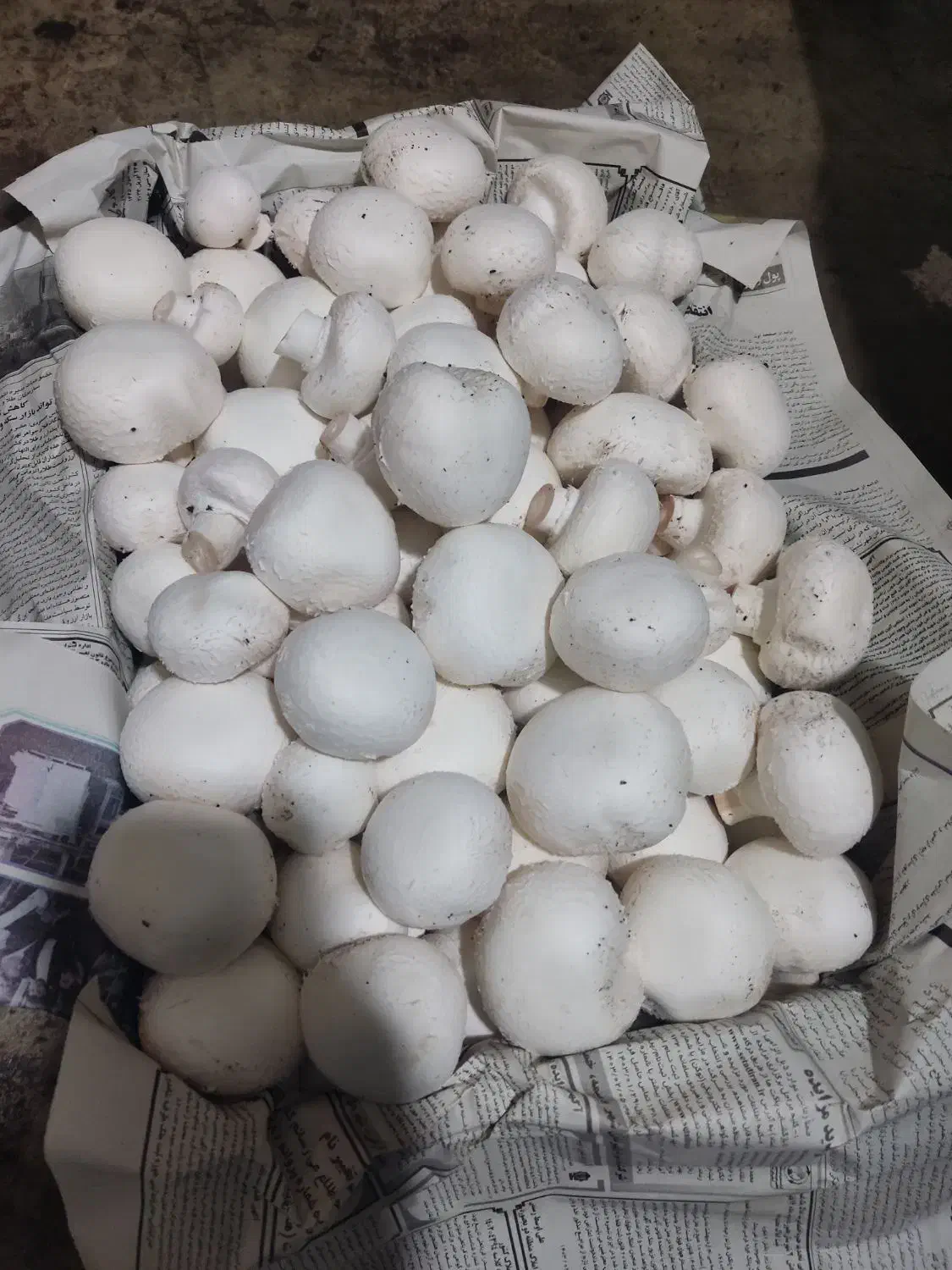 قارچ تازه|خوردنی و آشامیدنی|سراوان, |دیوار