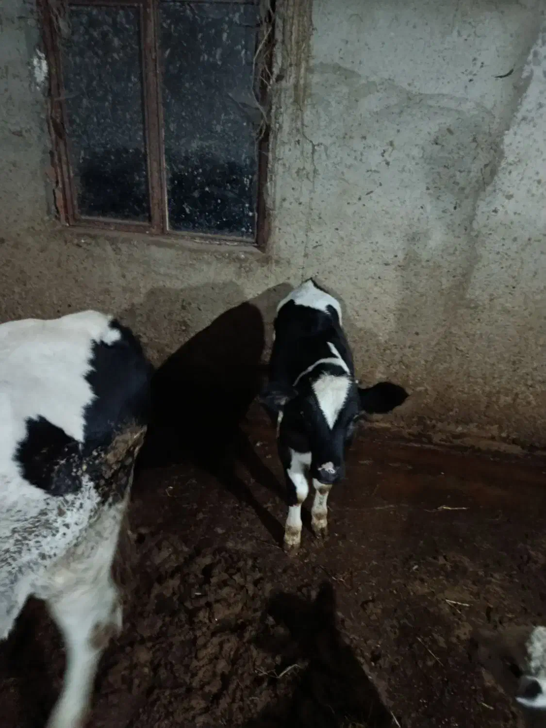 گوساله هلشتاین|حیوانات مزرعه|مرزیکلا, |دیوار