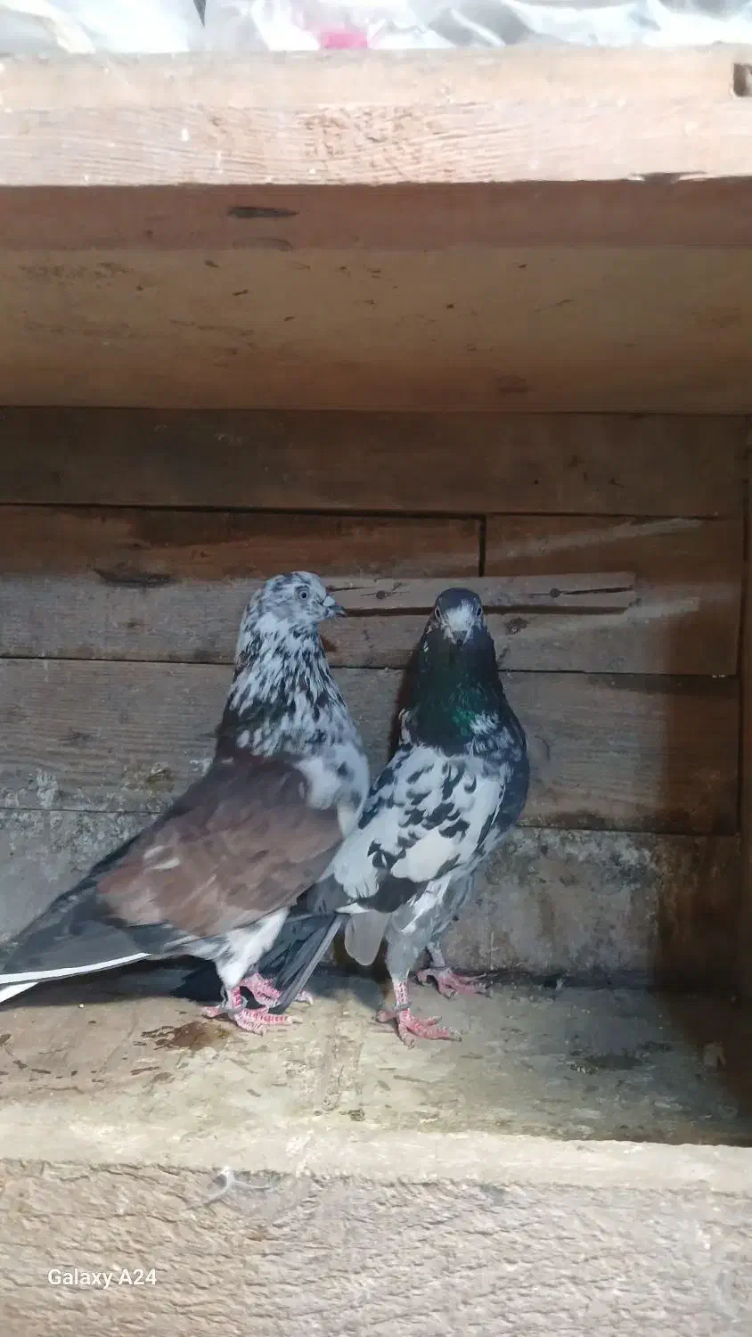 پرنده|پرنده|رشت, سیا اسطلخ|دیوار