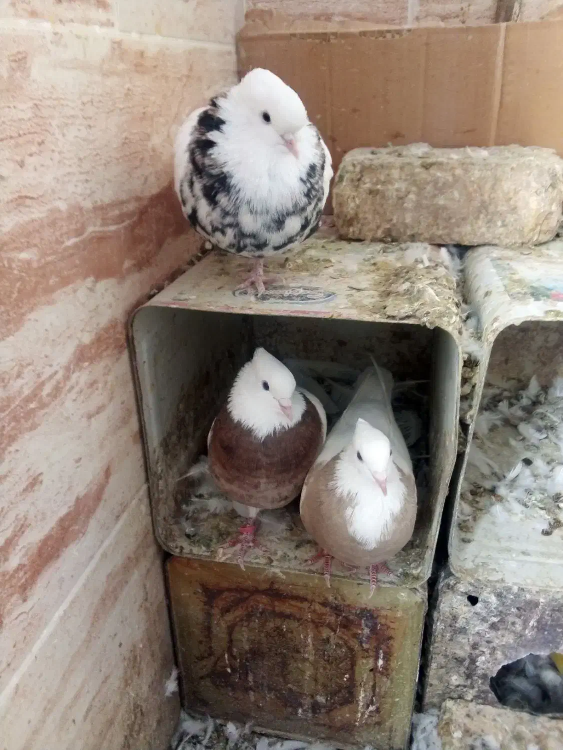 دهاقان ،کبوتر طوقی|پرنده|دهاقان, |دیوار