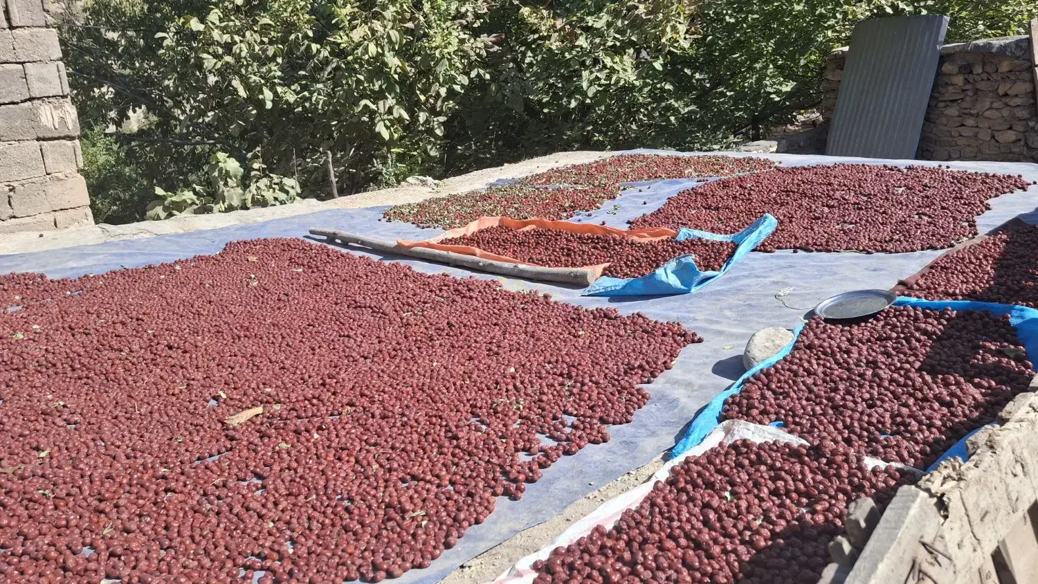 عناب و گردو تازه و باکیفیت|حراج|الیگودرز, |دیوار