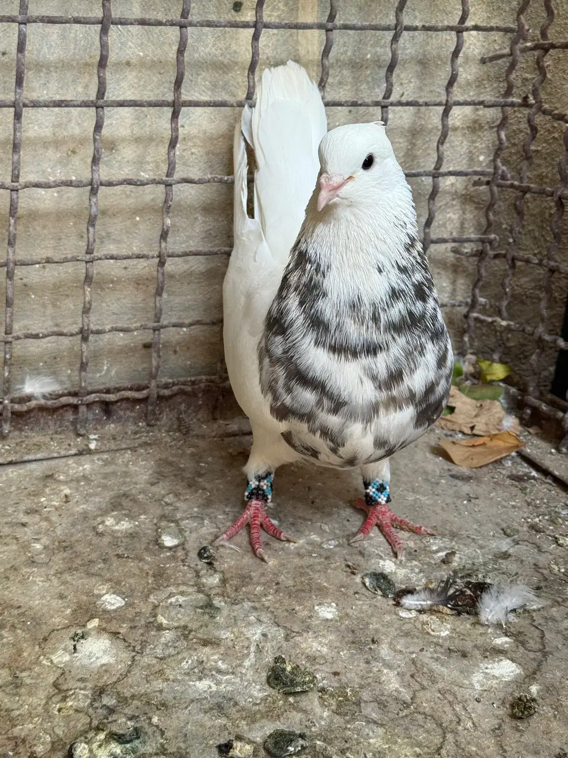 کبوتر زرین خال طلایی|پرنده|فلارد, |دیوار