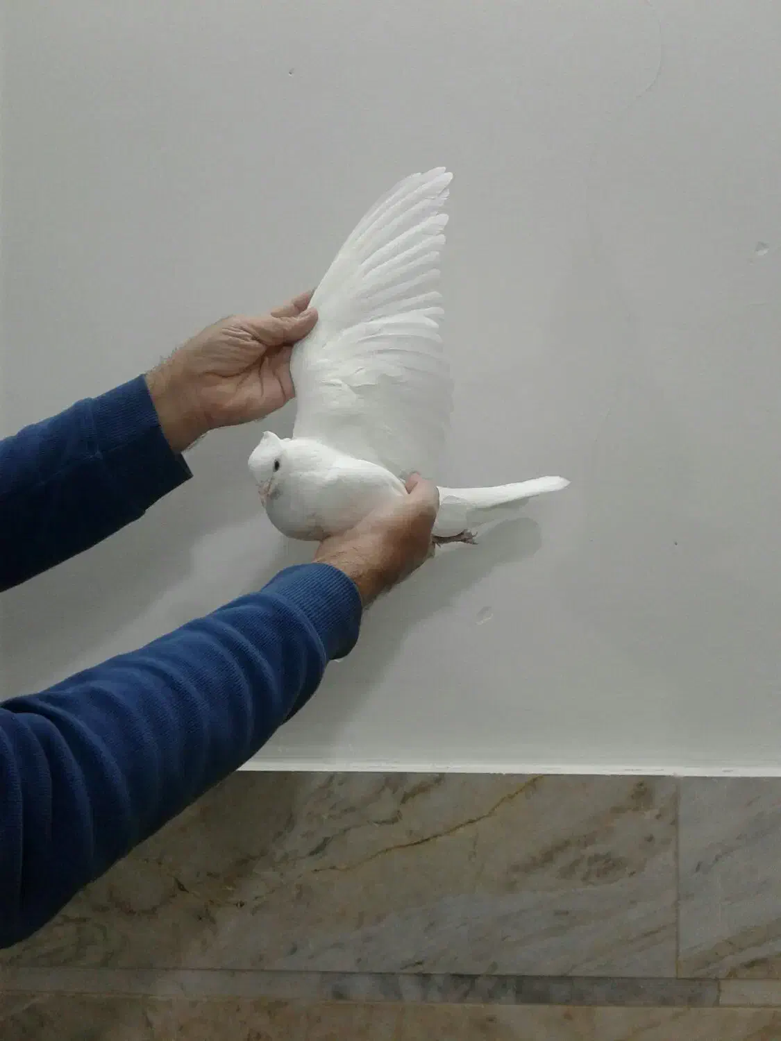 شازده سرور کبوتر|پرنده|قم, زاویه|دیوار