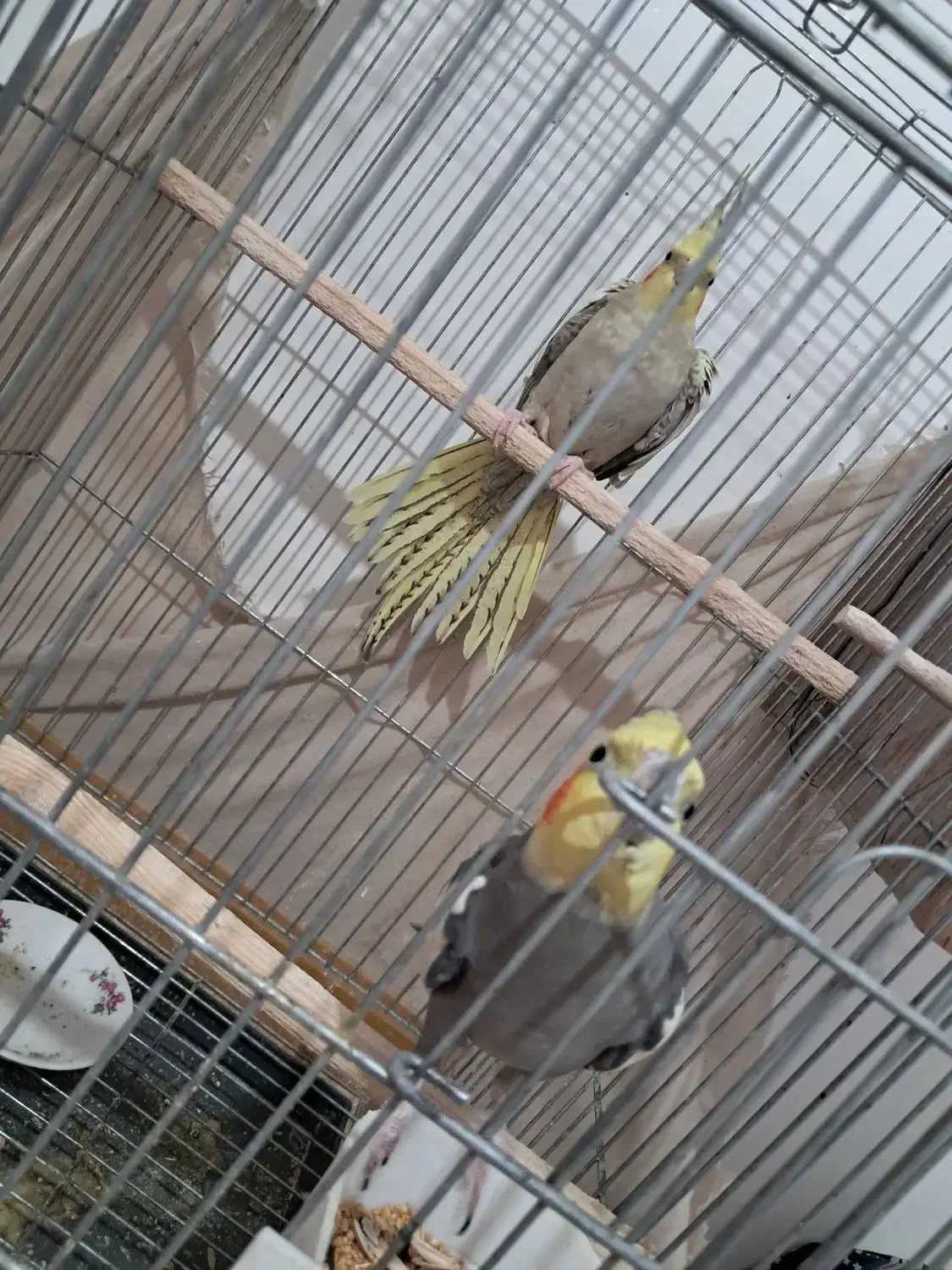 عروس هلندی جفت مولد جوجه بزرگ کن|پرنده|پاکدشت, پاکدشت (مامازند)|دیوار