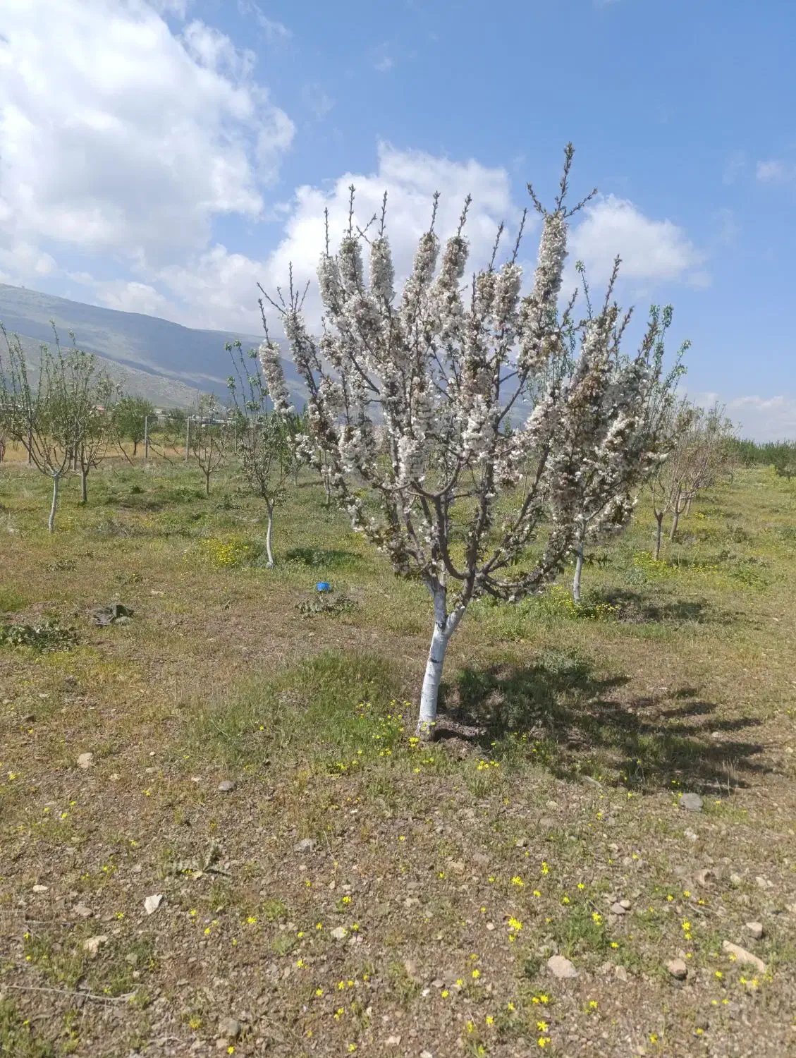 باغ|فروش زمین و ملک کلنگی|دینور, |دیوار