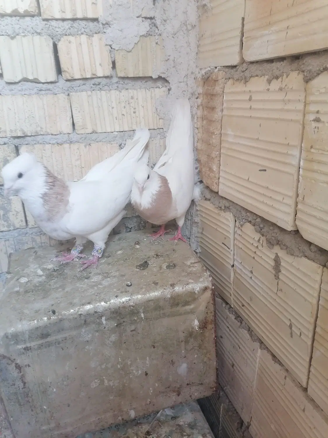 بهبونی|پرنده|شیراز, حجت آباد|دیوار