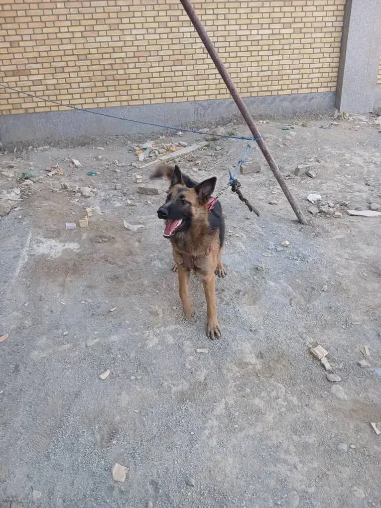 سگ ژرمن|سگ|قدس, شهر‌قدس|دیوار