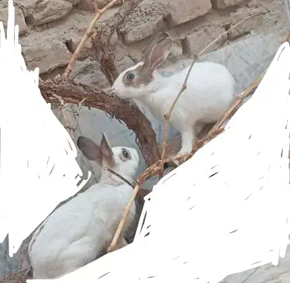 خرگوش|موش و خرگوش|زاهدان, |دیوار