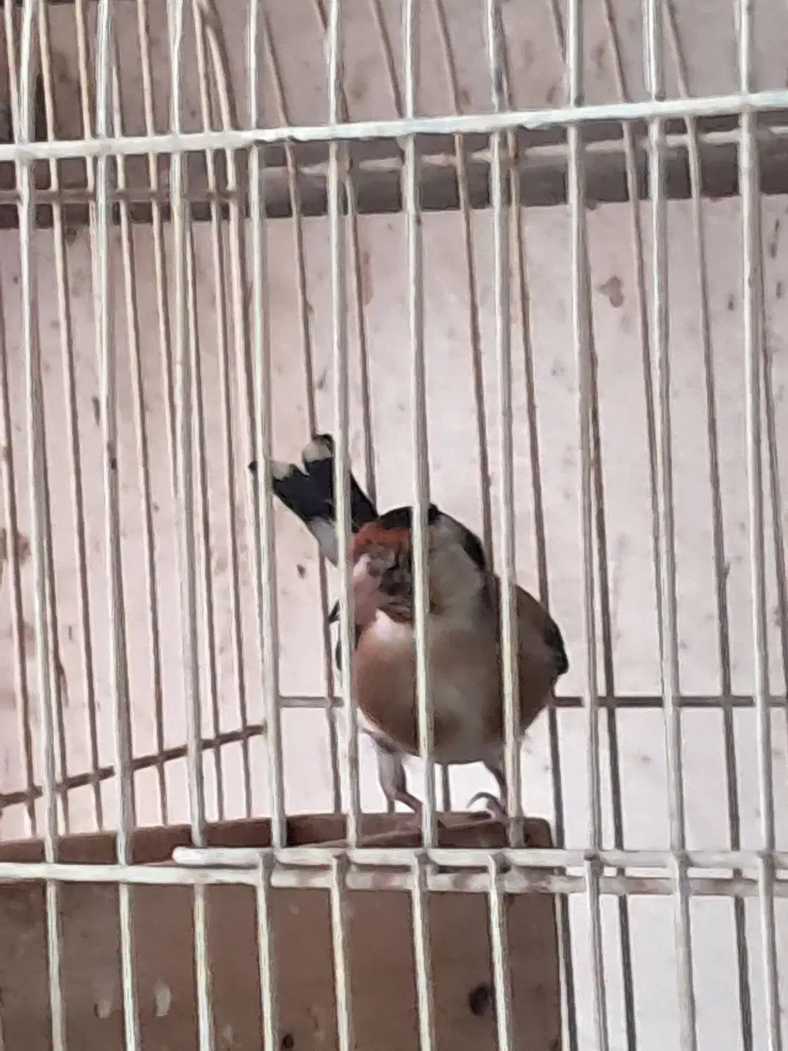 ۶عدد سهره نر جونه|پرنده|بروجرد, |دیوار