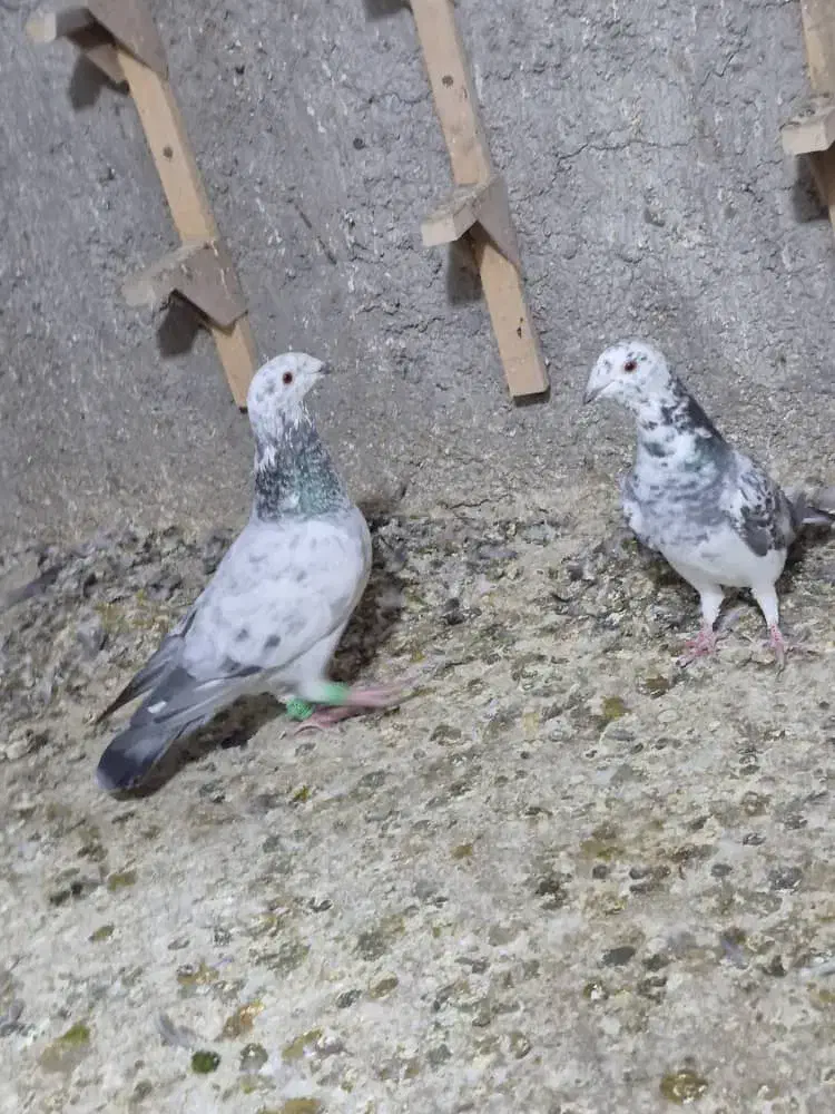 کفتر پلاکی نروماده|پرنده|شیراز, فرودگاه شهید دستغیب شیراز|دیوار