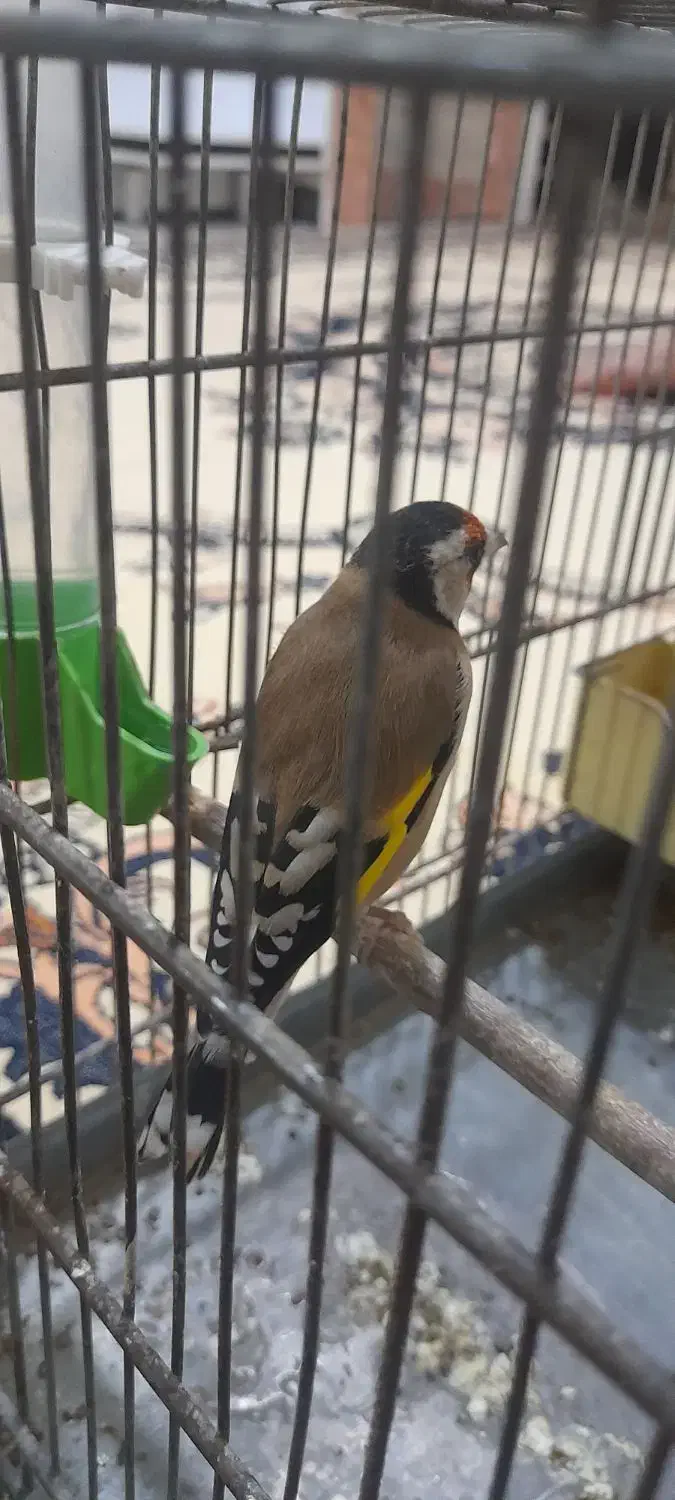 سهر نر جوجه قفس|پرنده|ملارد, |دیوار