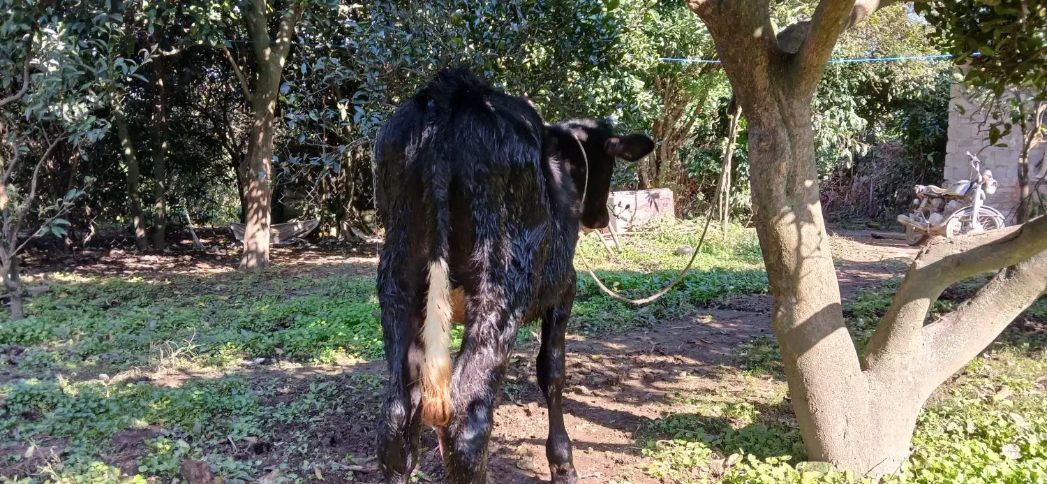 گوسالهنراصیل|حیوانات مزرعه|کومله, |دیوار