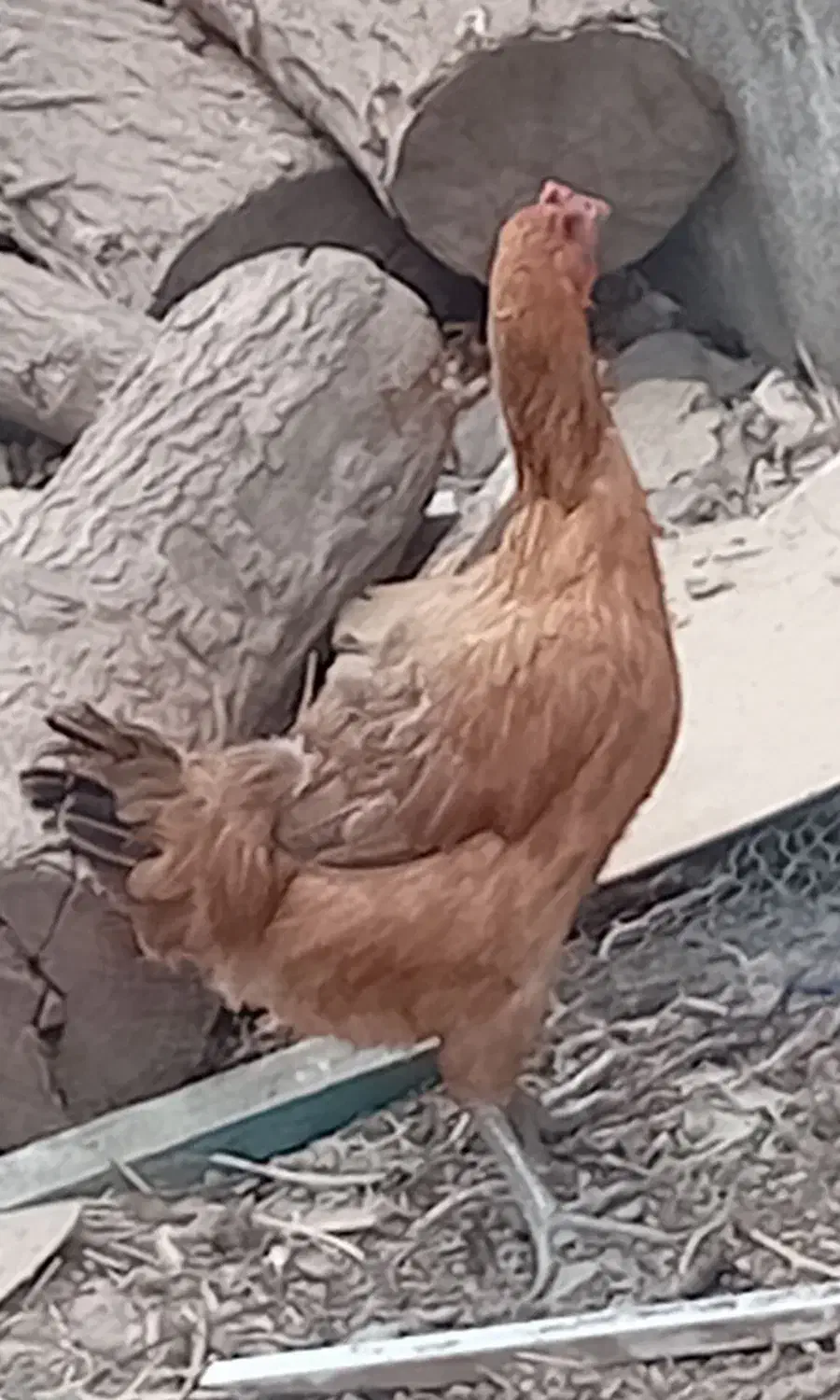 مرغ تخم گذار|حیوانات مزرعه|بناب, |دیوار