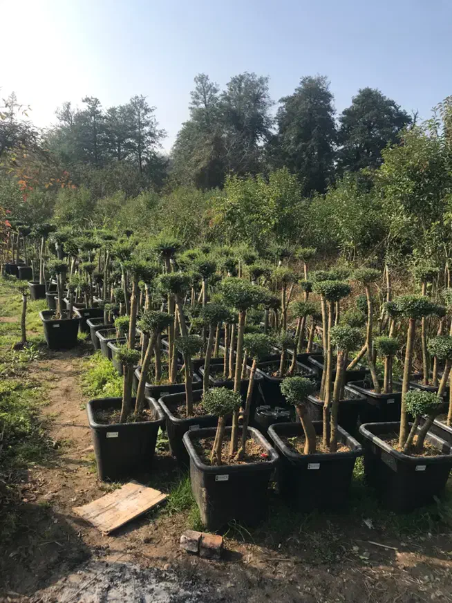 مورت سه کله|گل و گیاه طبیعی|عباس‌آباد, |دیوار