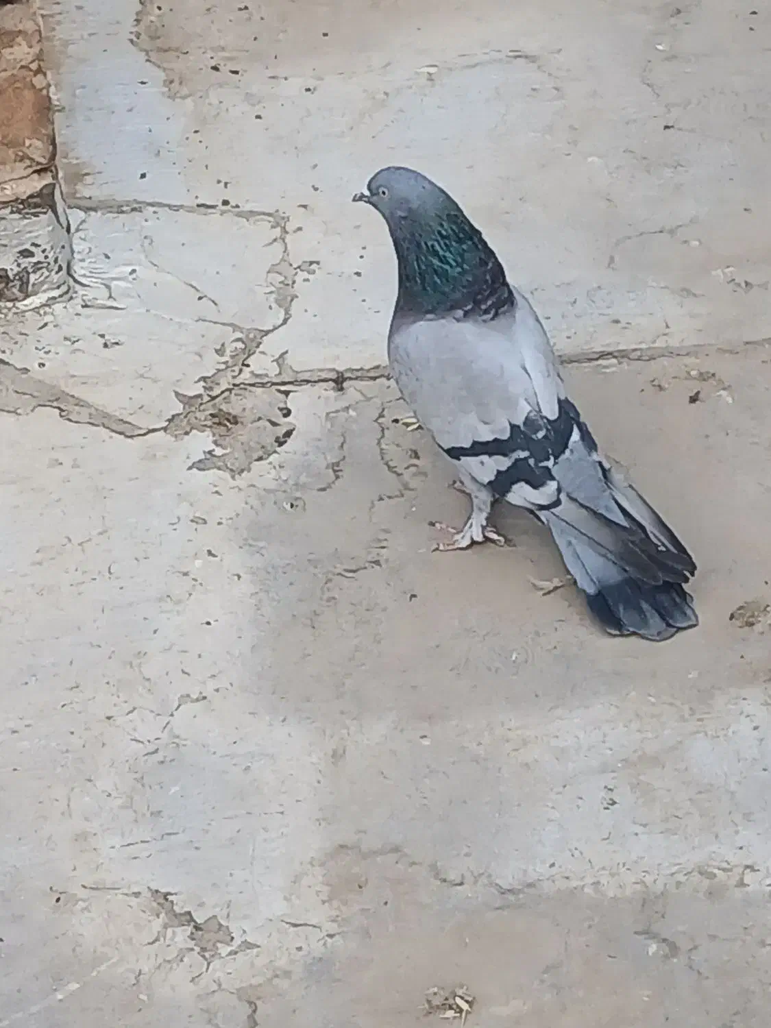 کبوتراصفهانی|پرنده|اصفهان, ارداجی|دیوار