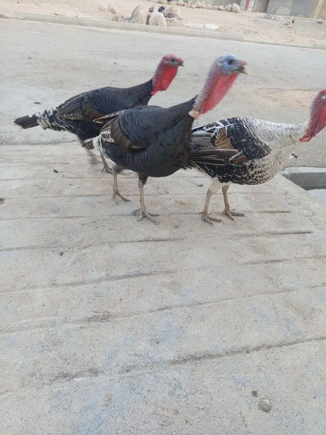 سه عدد بوقلمون نر به فروش میرسد دونه ای دو ‌پانصد|حیوانات مزرعه|ایذه, |دیوار