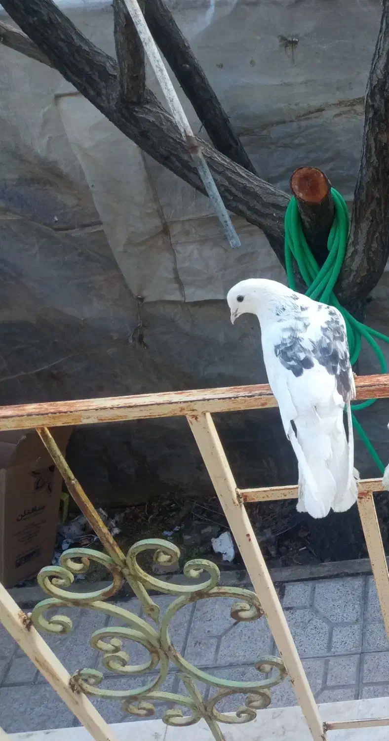 کبوتر گمشده|حیوانات|بافت, |دیوار