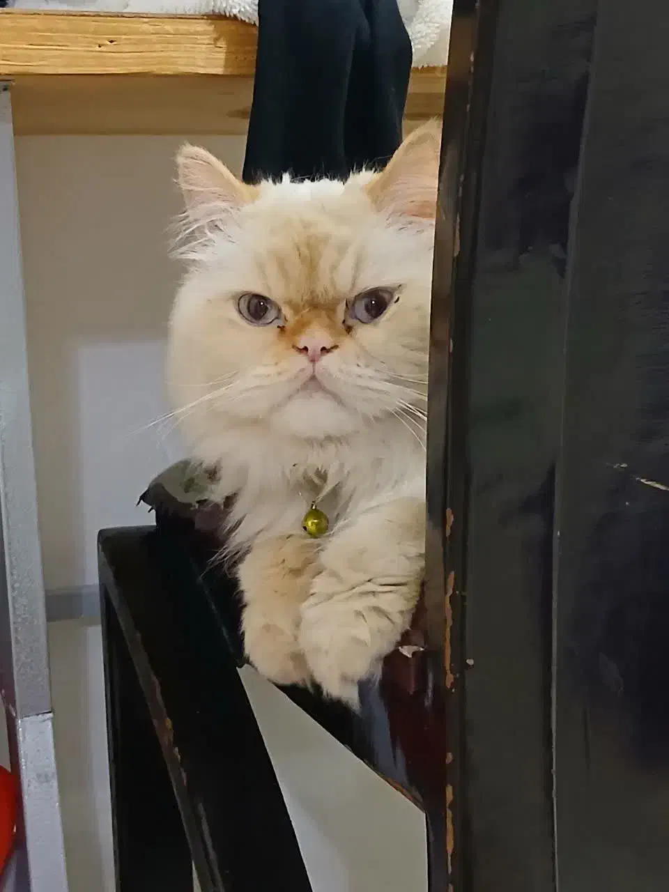 گربه پرشین|گربه|فولادشهر, A4|دیوار