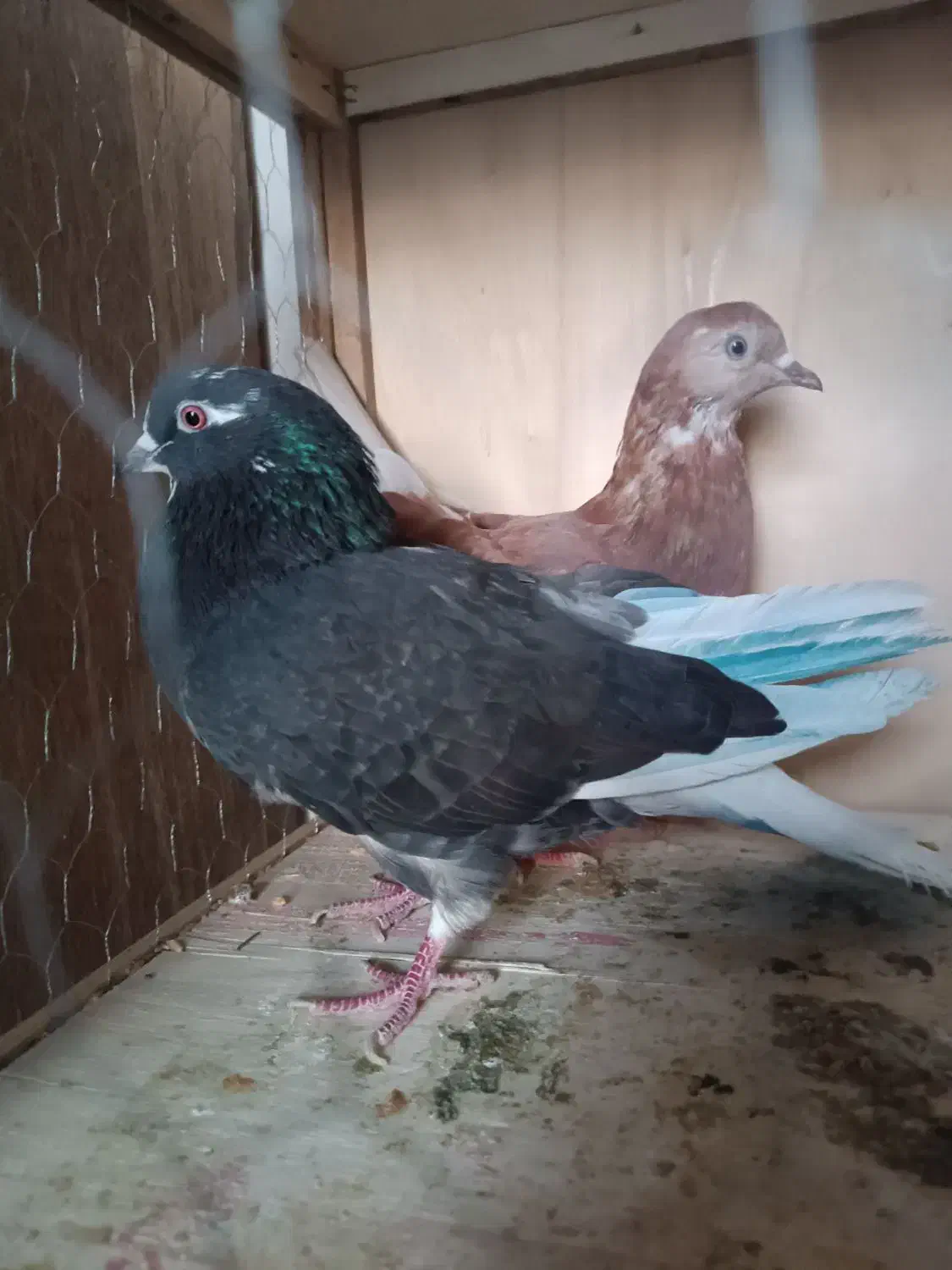 کبوتر پرشی وزینتی|پرنده|پرند, فاز ۳|دیوار