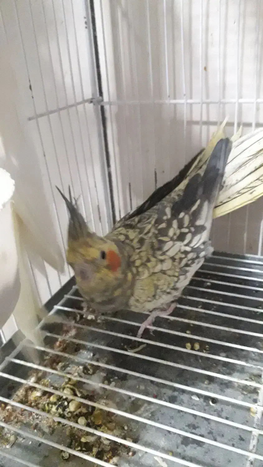 فروش عروس|پرنده|لار, |دیوار