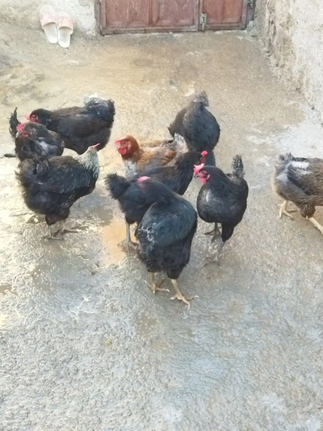 چند عدد مرغ تخمگذار|حیوانات مزرعه|سیوان, |دیوار